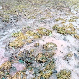 У Миколаєві продавці квітів отримають штраф за шкоду скверу. Фото: Держекоінспекція