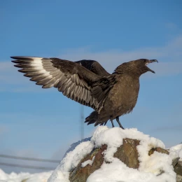 Південнополярний поморник під час довгого крику в районі станції «Академік Вернадський». Фото: Анна Соіна