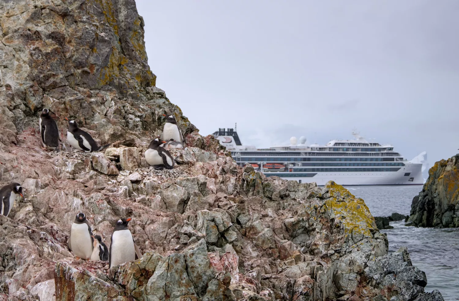 Пінгвіни і регульований туризм в Антарктиці. Фото: Анна Соіна