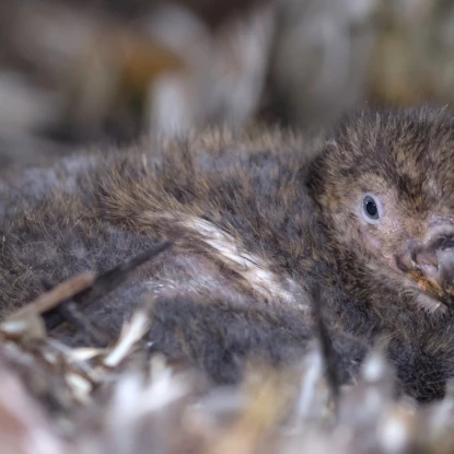 Малюк сивки білої в гнізді на о. Галіндез. Фото: Олександр Богомаз