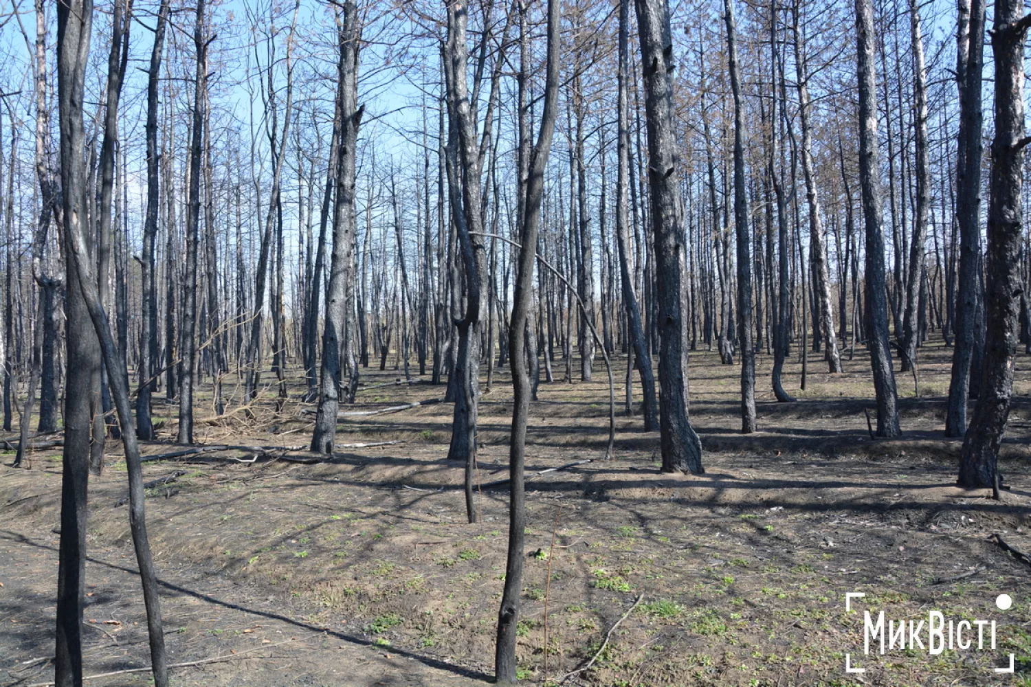 Стан лісу навесні 2026 року. Фото: НикВести