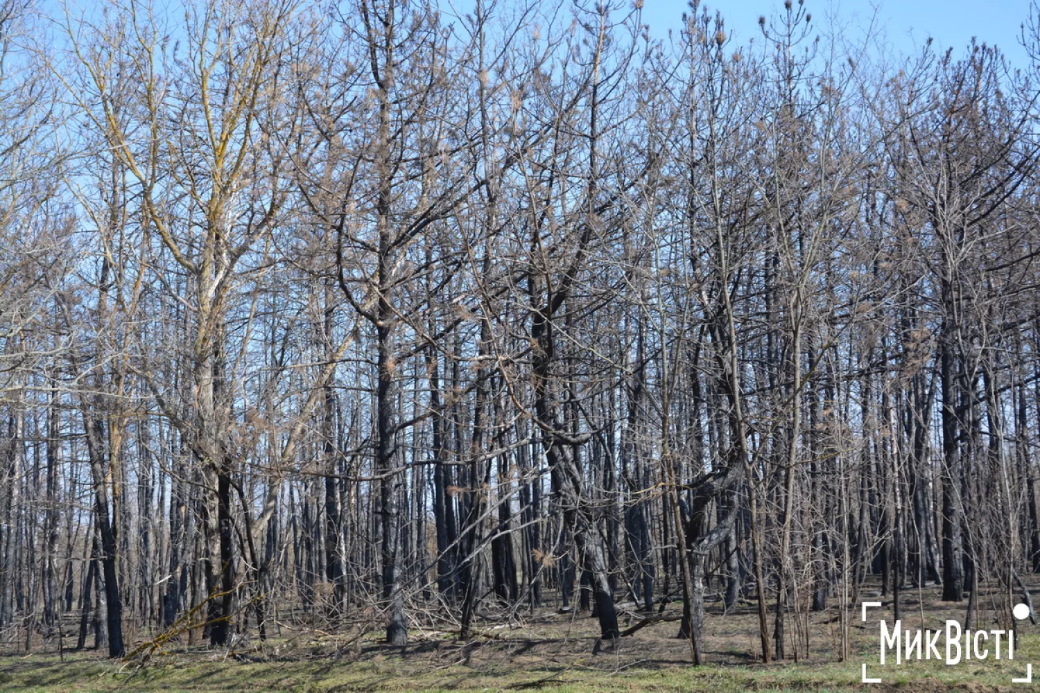 Стан лісу навесні 2026 року. Фото: НикВести