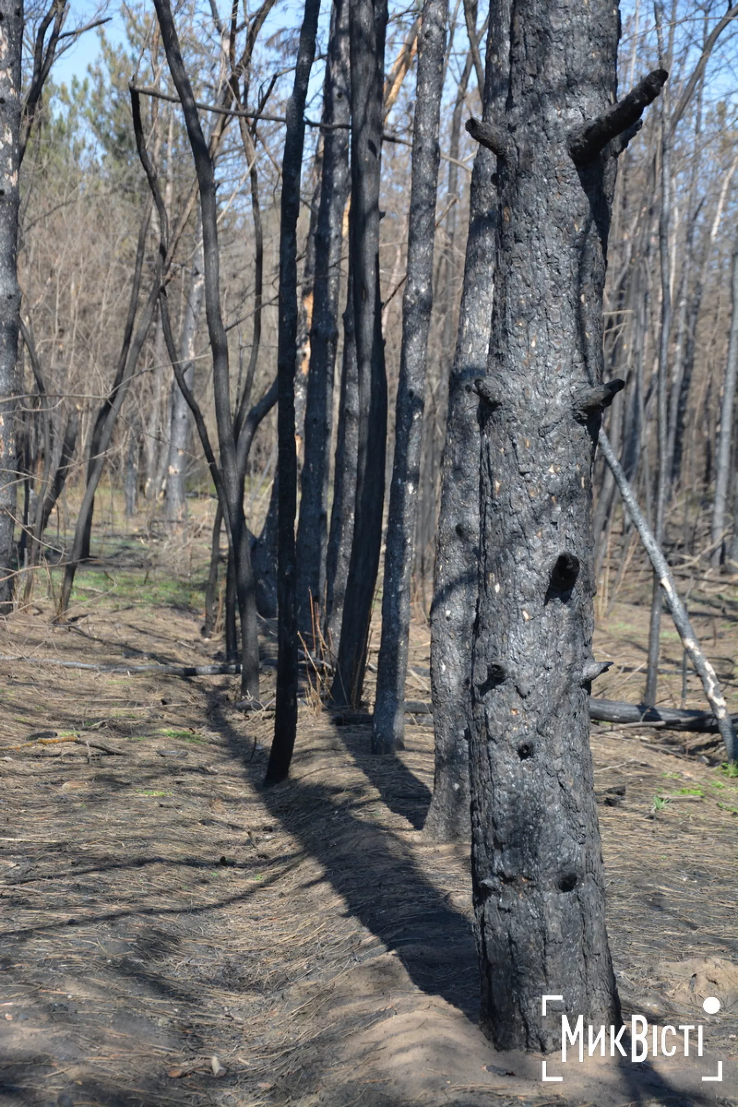 Стан лісу навесні 2026 року. Фото: НикВести