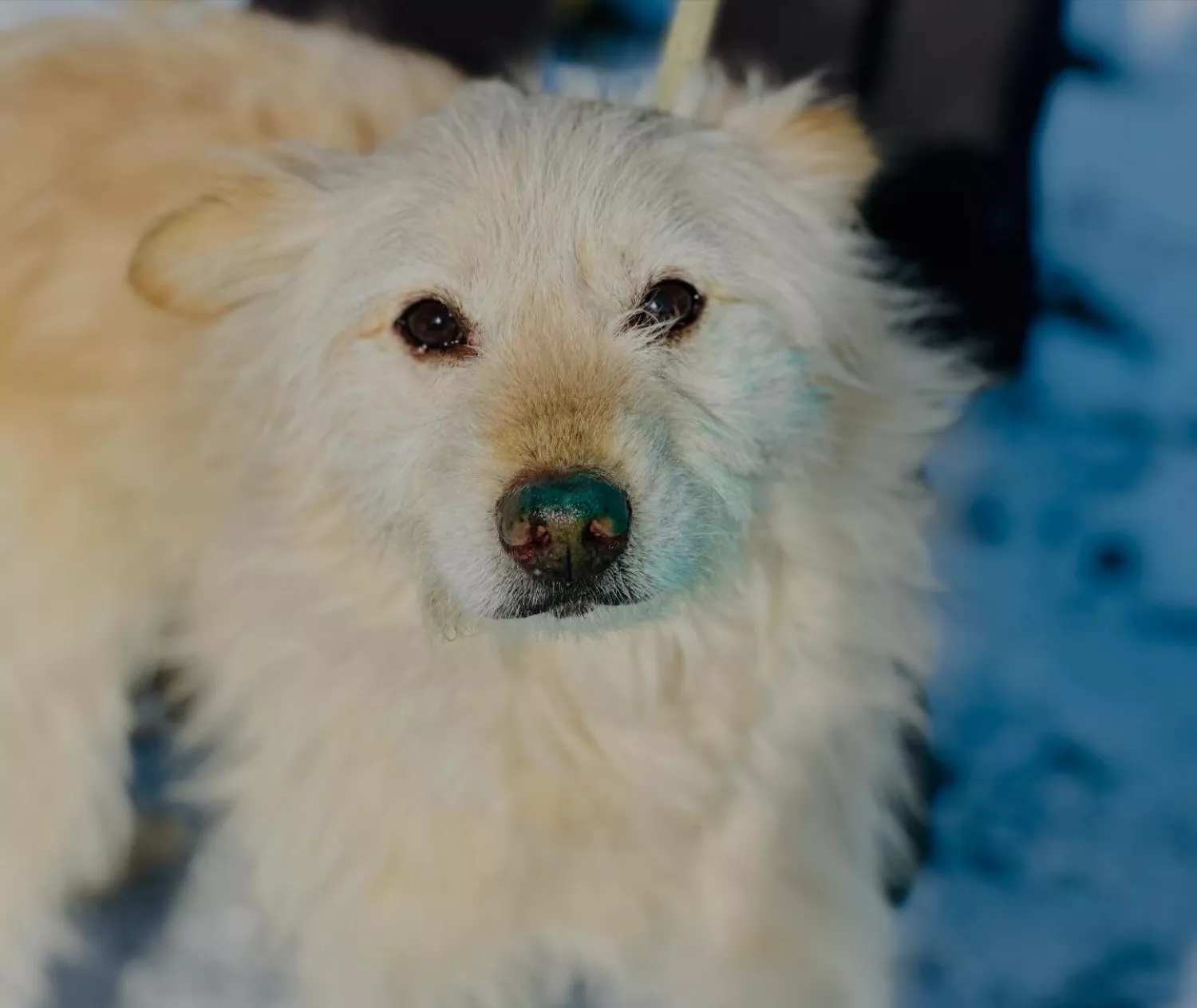 Підопічні Центру захисту тварин ММР. Фото: Центр захисту тварин