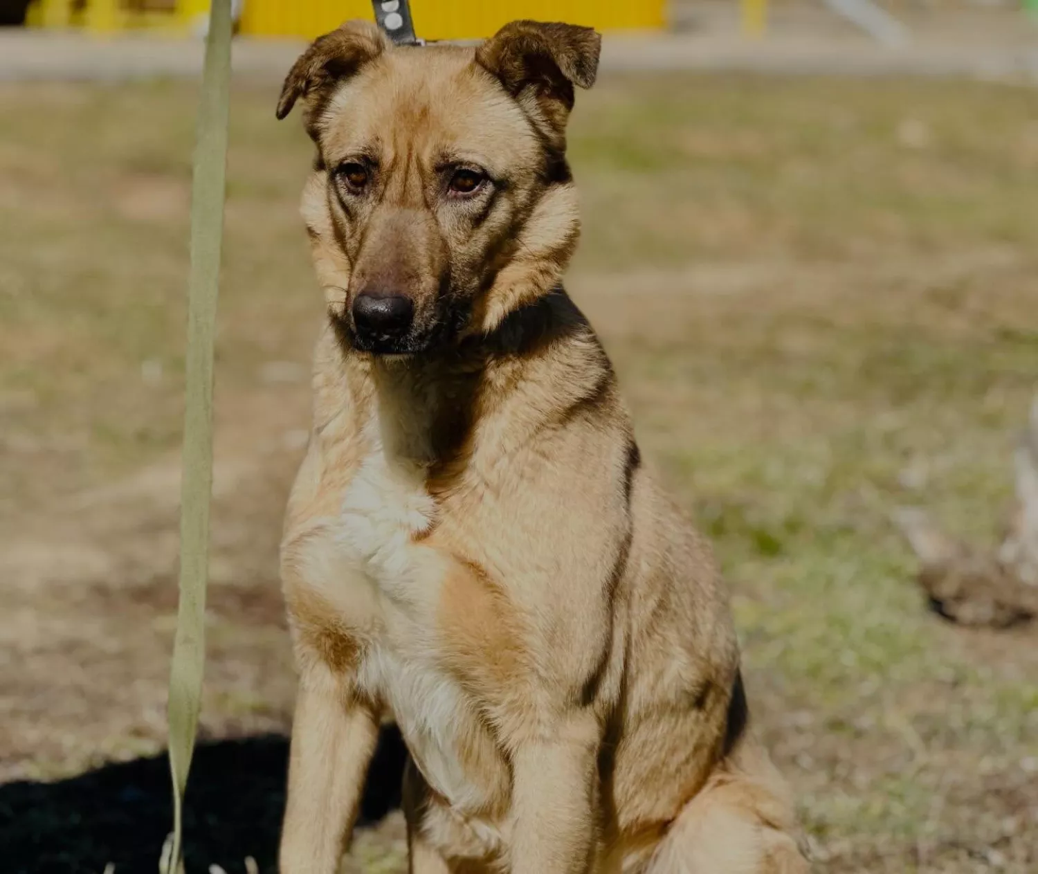 Підопічні Центру захисту тварин ММР. Фото: Центр захисту тварин