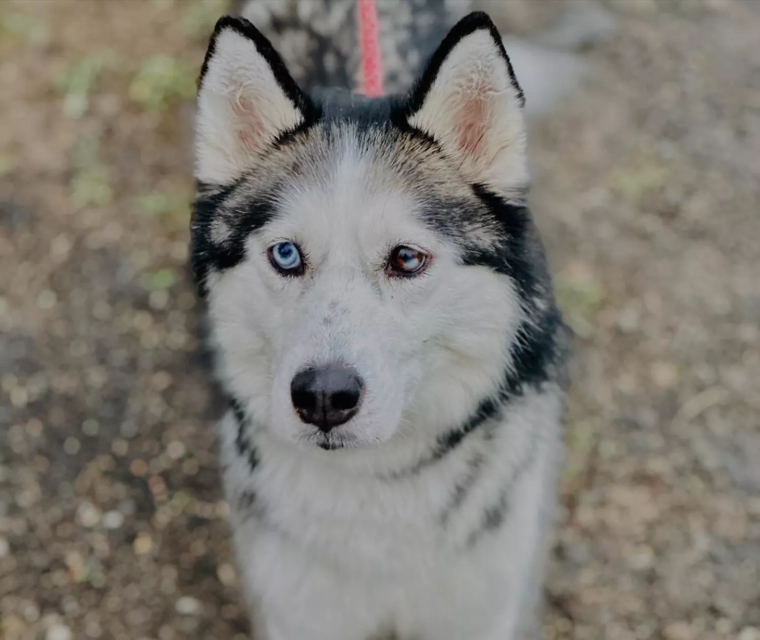 Підопічні Центру захисту тварин ММР. Фото: Центр захисту тварин