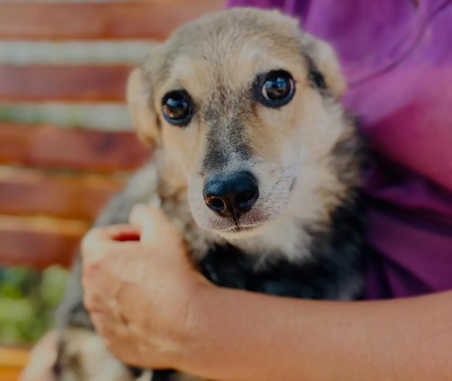 Підопічні Центру захисту тварин ММР. Фото: Центр захисту тварин
