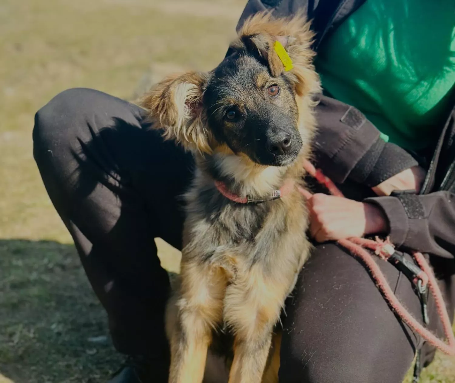 Підопічні Центру захисту тварин ММР. Фото: Центр захисту тварин
