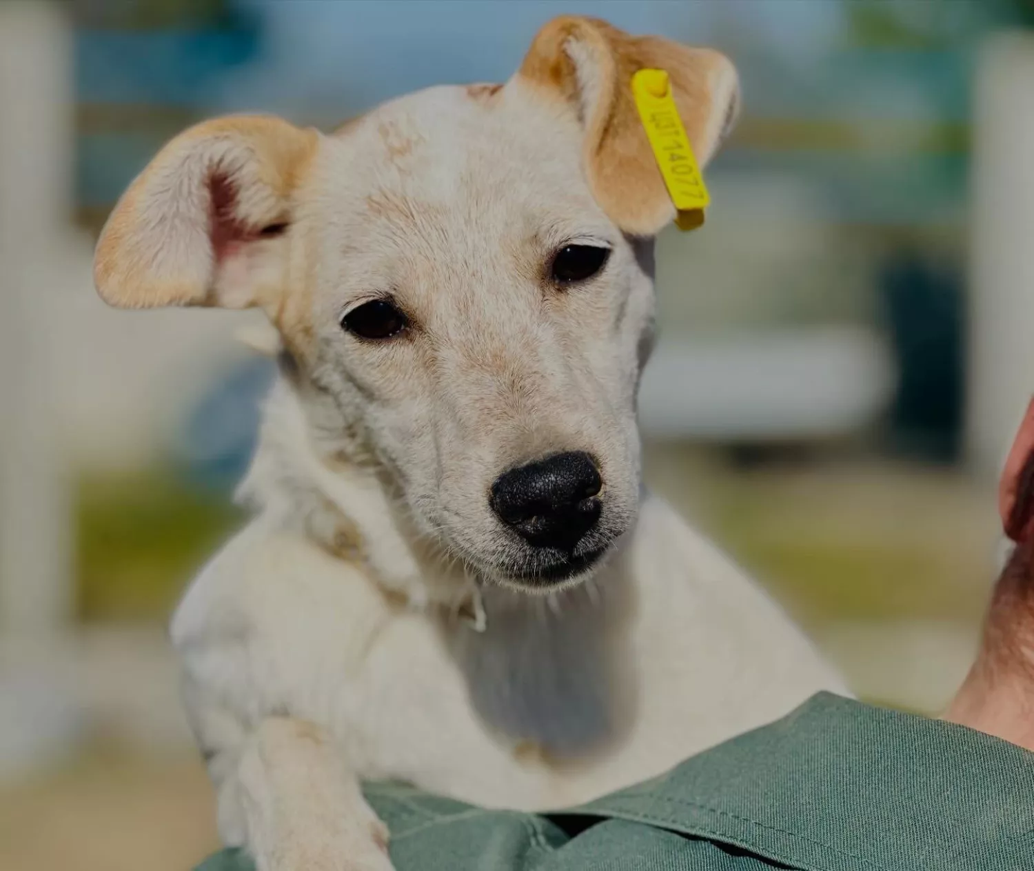 Підопічні Центру захисту тварин ММР. Фото: Центр захисту тварин
