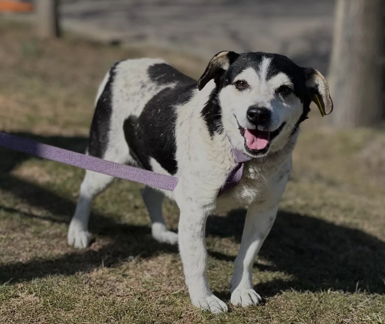 Підопічні Центру захисту тварин ММР. Фото: Центр захисту тварин