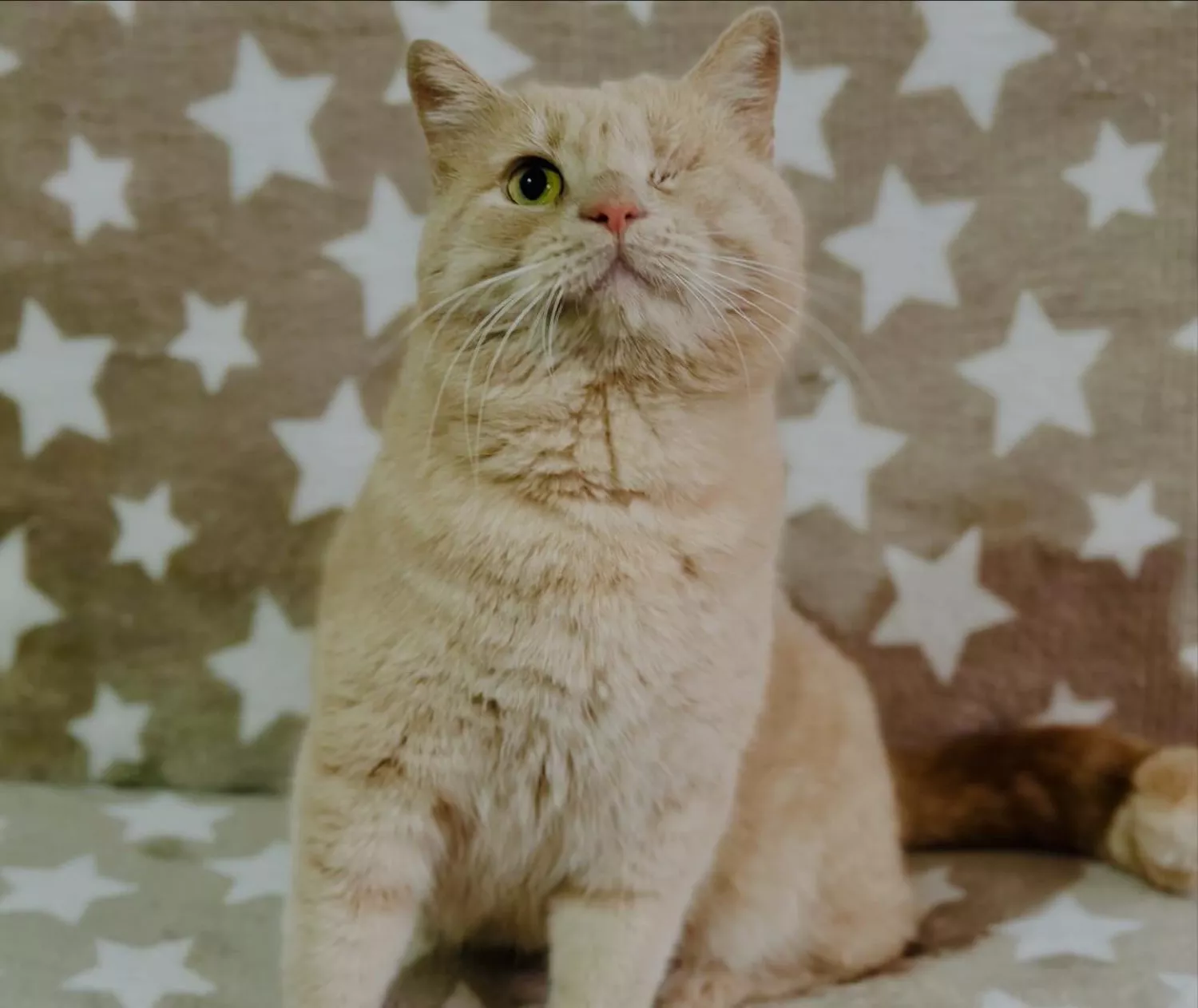 Підопічні Центру захисту тварин ММР. Фото: Центр захисту тварин