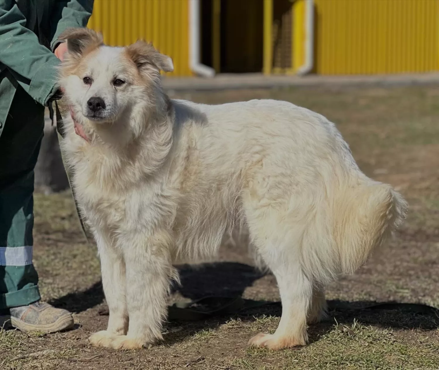 Підопічні Центру захисту тварин ММР. Фото: Центр захисту тварин