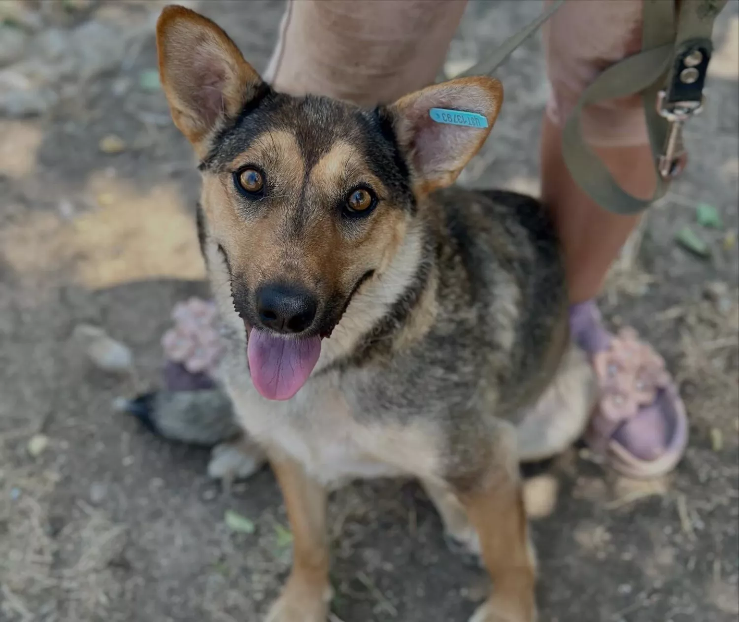 Підопічні Центру захисту тварин ММР. Фото: Центр захисту тварин
