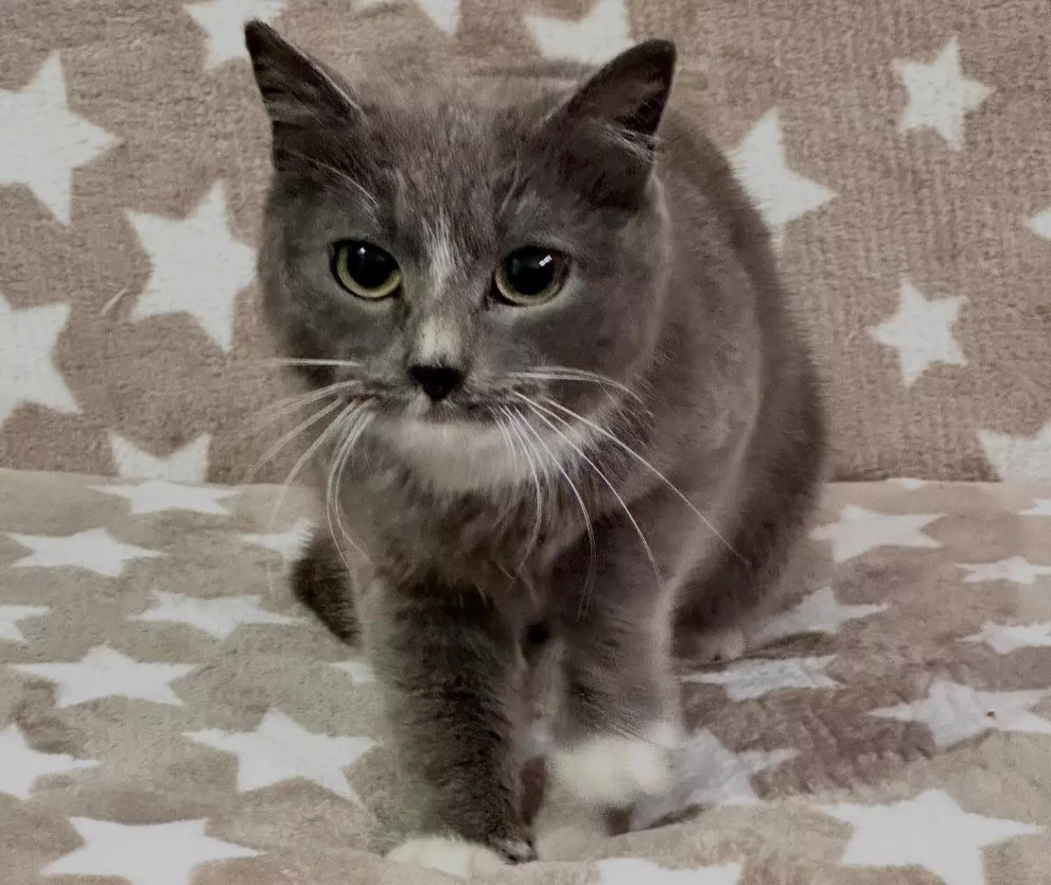 Підопічні Центру захисту тварин ММР. Фото: Центр захисту тварин