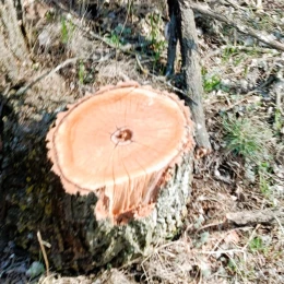 На Одещині вирубали майже 100 дерев у лісосмузі. Фото: Держекоіспекція