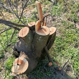 На Одещині вирубали майже 100 дерев у лісосмузі. Фото: Держекоіспекція