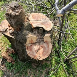 На Одещині вирубали майже 100 дерев у лісосмузі. Фото: Держекоіспекція