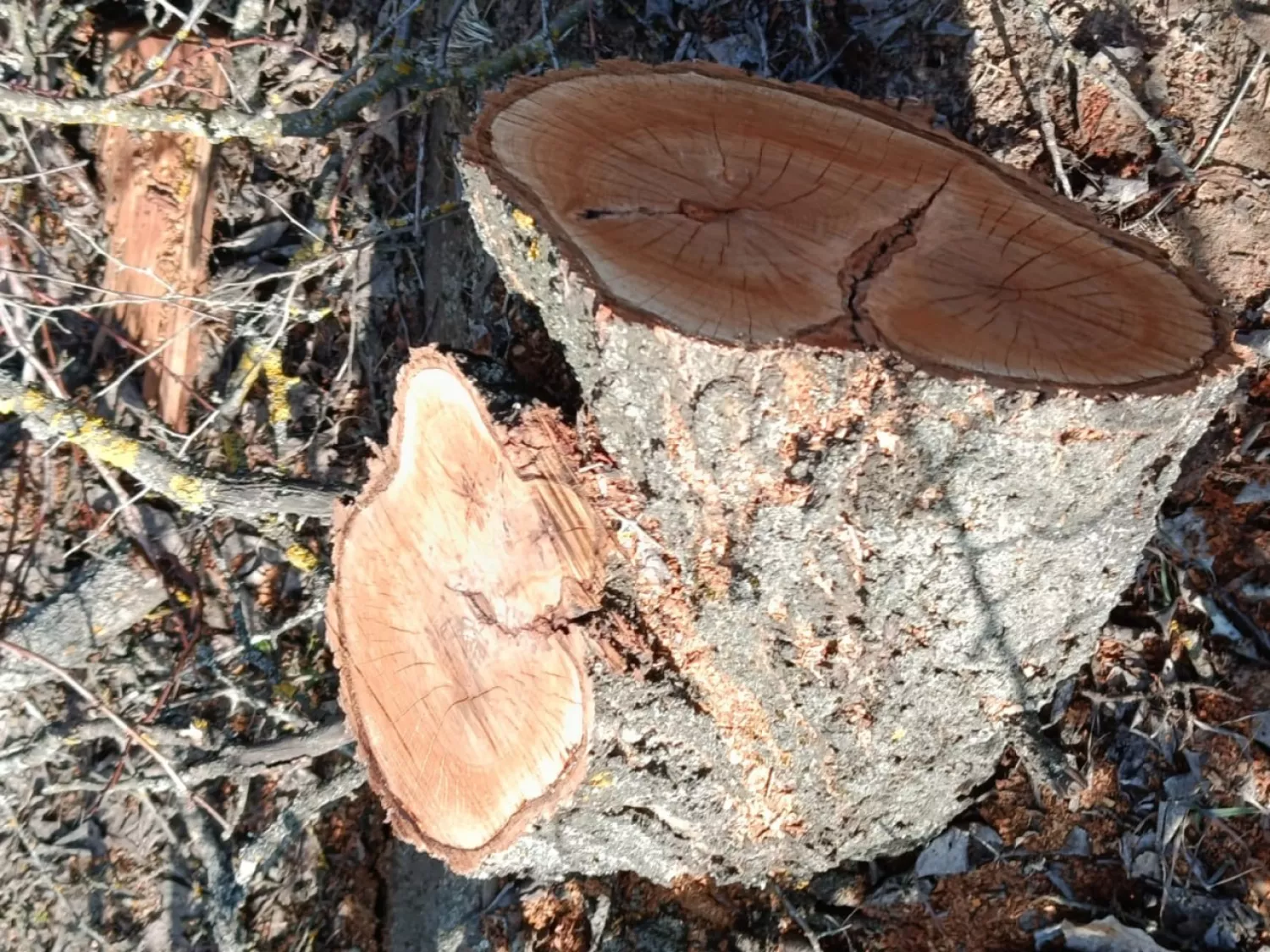 На Одещині вирубали майже 100 дерев у лісосмузі. Фото: Держекоіспекція