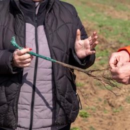 Тренінг із закладання виноградника. Фото: Даріна Мельничук / МикВісті