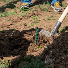 У Радсадівській громаді на розмінованих землях висаджують виноградники. Фото: Даріна Мельничук / МикВісті
