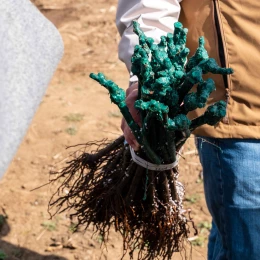 Тренінг із закладання виноградника. Фото: Даріна Мельничук / МикВісті