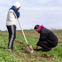 У Радсадівській громаді на розмінованих землях висаджують виноградники. Фото: Даріна Мельничук / МикВісті