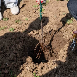 Тренінг із закладання виноградника. Фото: Даріна Мельничук / МикВісті