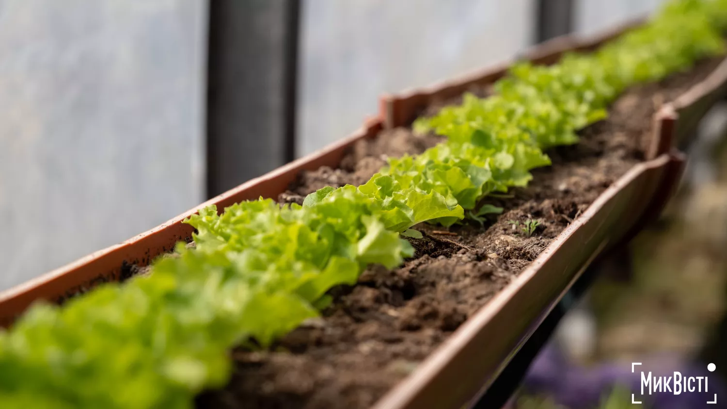 У Радсадівській громаді на розмінованих землях висаджують виноградники. Фото: Даріна Мельничук / МикВісті