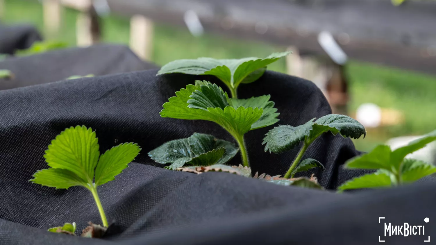 У Радсадівській громаді на розмінованих землях висаджують виноградники. Фото: Даріна Мельничук / МикВісті