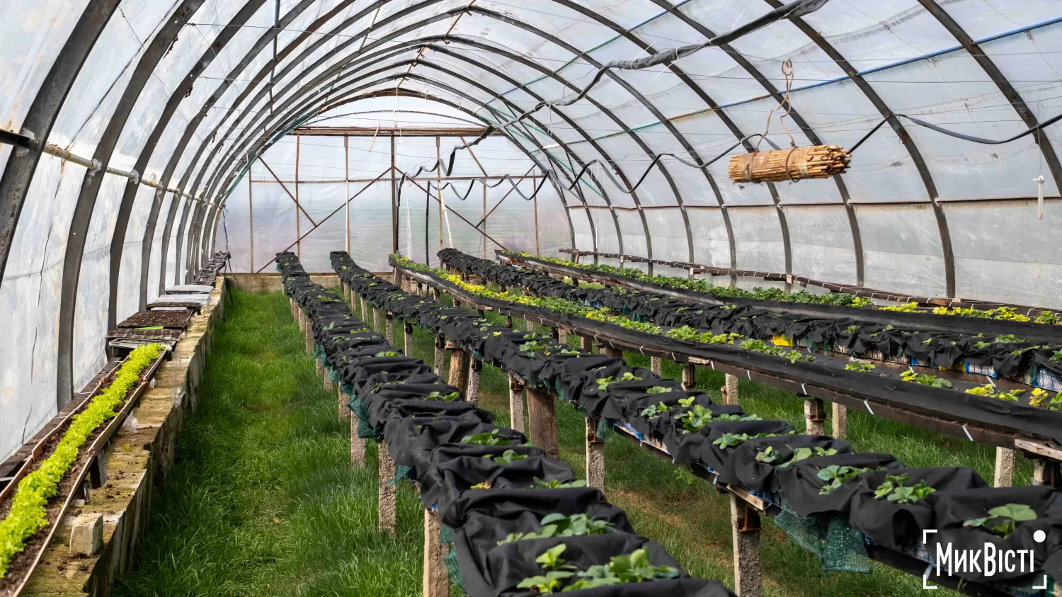 У Радсадівській громаді на розмінованих землях висаджують виноградники. Фото: Даріна Мельничук / МикВісті