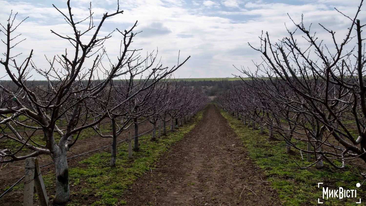 У Радсадівській громаді на розмінованих землях висаджують виноградники. Фото: Даріна Мельничук / МикВісті