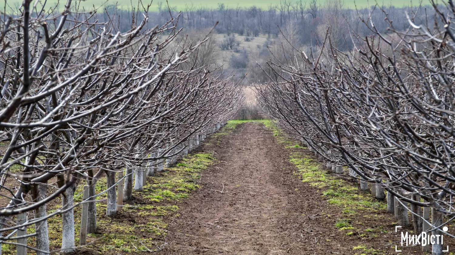 У Радсадівській громаді на розмінованих землях висаджують виноградники. Фото: Даріна Мельничук / МикВісті