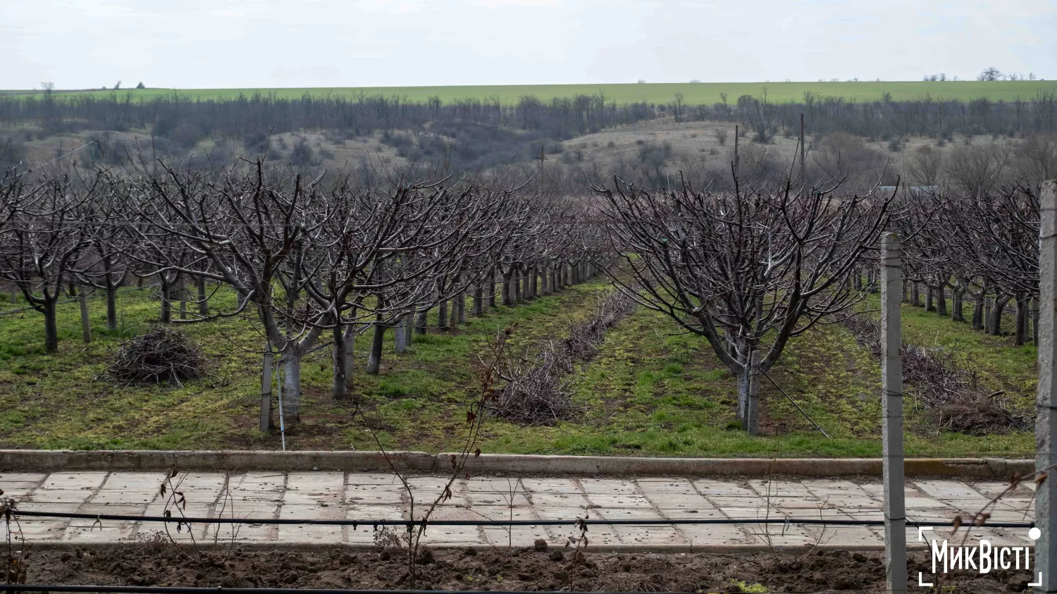 У Радсадівській громаді на розмінованих землях висаджують виноградники. Фото: Даріна Мельничук / МикВісті