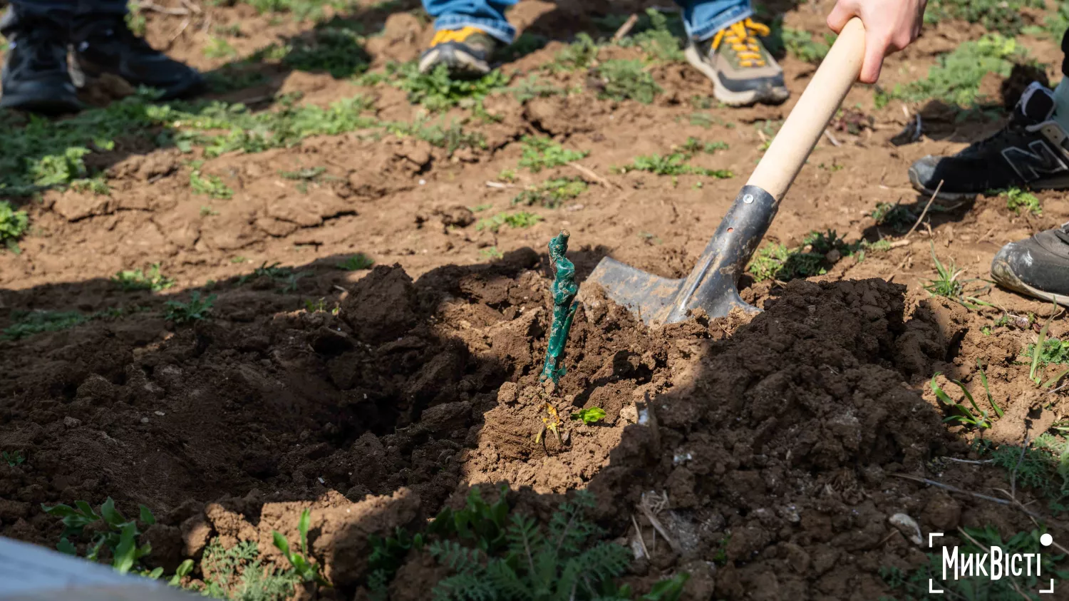 У Радсадівській громаді на розмінованих землях висаджують виноградники. Фото: Даріна Мельничук / МикВісті