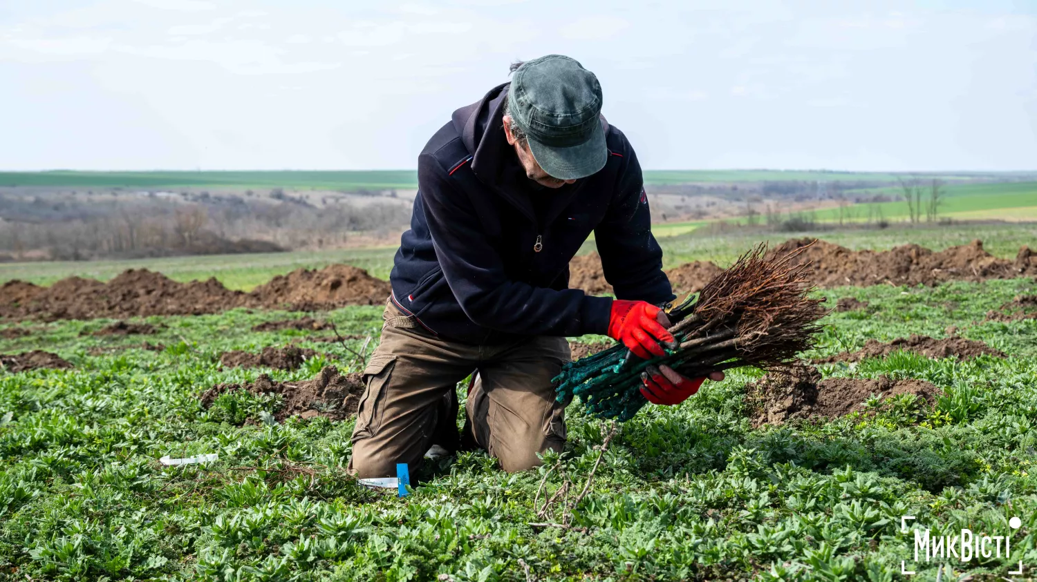 У Радсадівській громаді на розмінованих землях висаджують виноградники. Фото: Даріна Мельничук / МикВісті