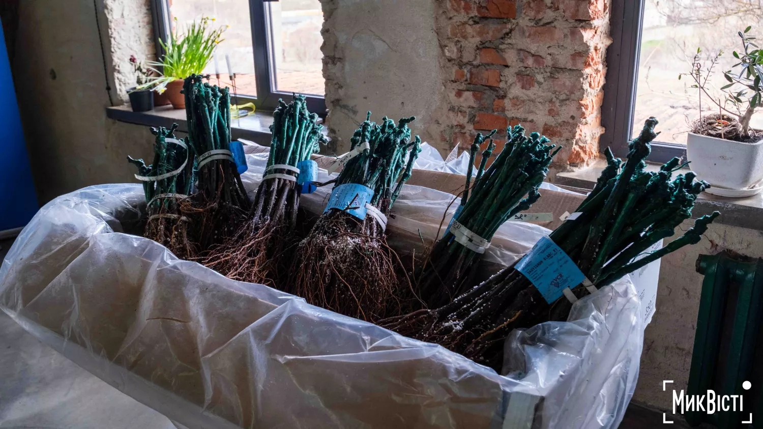 У Радсадівській громаді на розмінованих землях висаджують виноградники. Фото: Даріна Мельничук / МикВісті