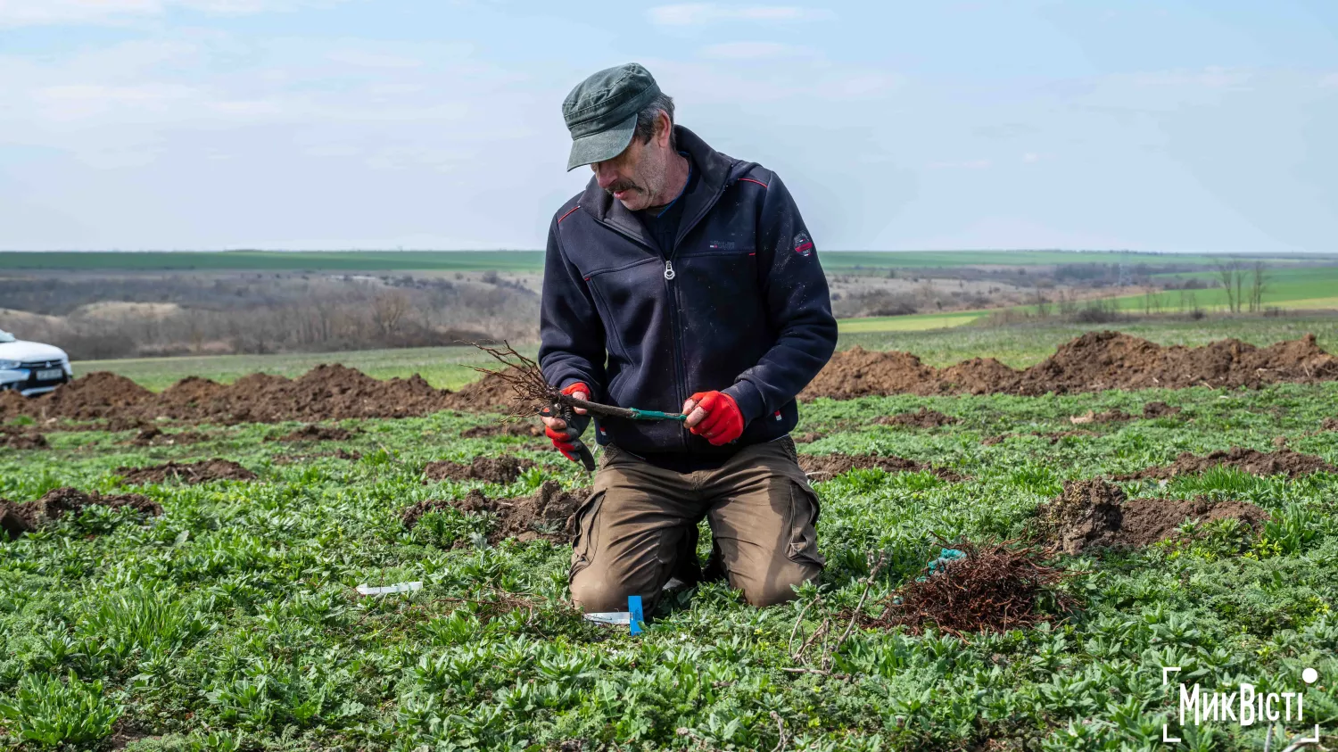 У Радсадівській громаді на розмінованих землях висаджують виноградники. Фото: Даріна Мельничук / МикВісті