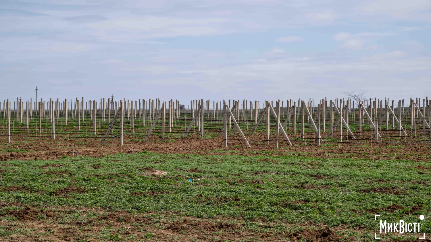 У Радсадівській громаді на розмінованих землях висаджують виноградники. Фото: Даріна Мельничук / МикВісті