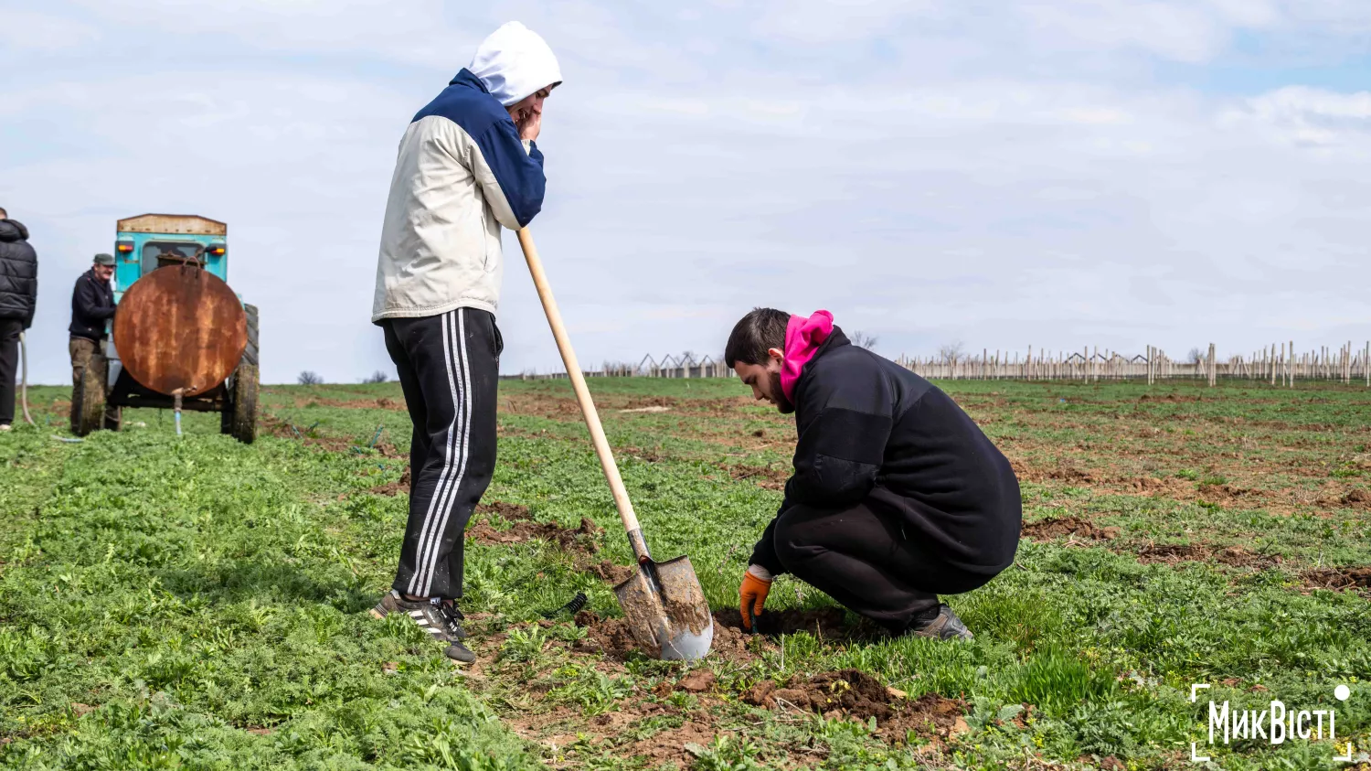 У Радсадівській громаді на розмінованих землях висаджують виноградники. Фото: Даріна Мельничук / МикВісті