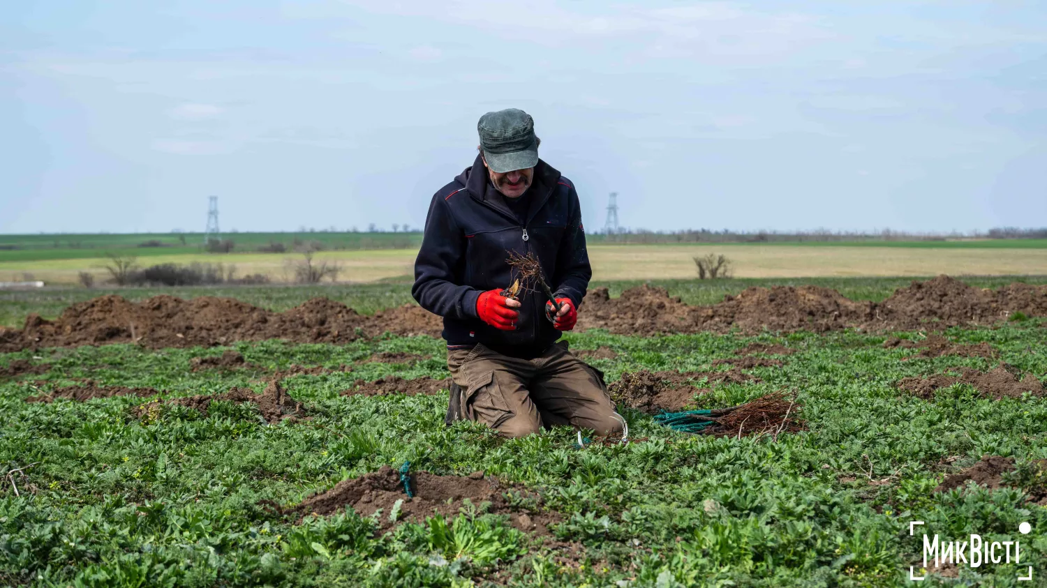 У Радсадівській громаді на розмінованих землях висаджують виноградники. Фото: Даріна Мельничук / МикВісті