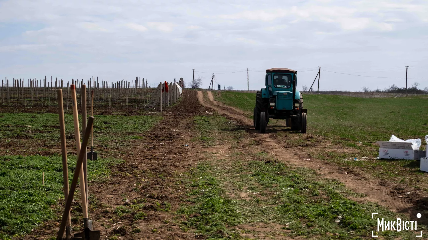 У Радсадівській громаді на розмінованих землях висаджують виноградники. Фото: Даріна Мельничук / МикВісті