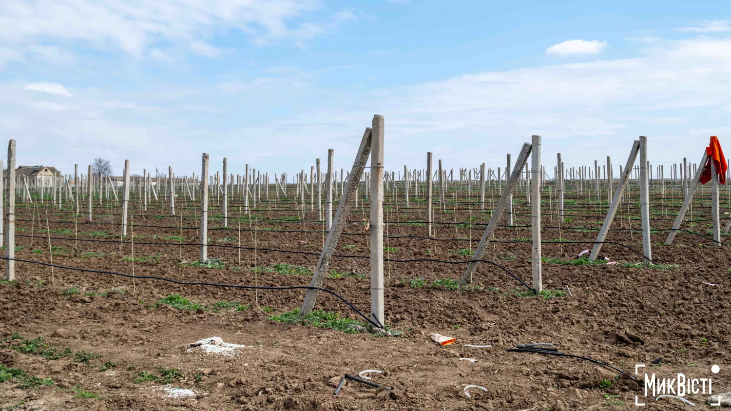 У Радсадівській громаді на розмінованих землях висаджують виноградники. Фото: Даріна Мельничук / МикВісті
