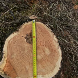 На Одещині в лісосмузі незаконно вирубали 66 дерев. Фото: Держекоінспекція