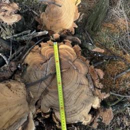 На Одещині в лісосмузі незаконно вирубали 66 дерев. Фото: Держекоінспекція