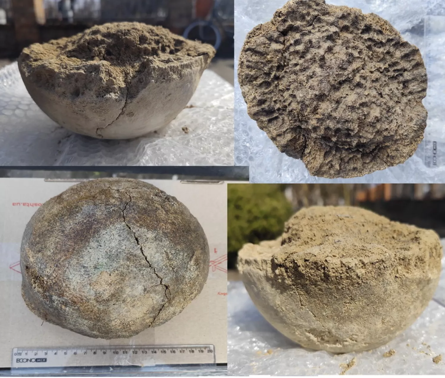 Рештки мамонта, які знайшли під Переяславом. Фото: заповідник Переслав