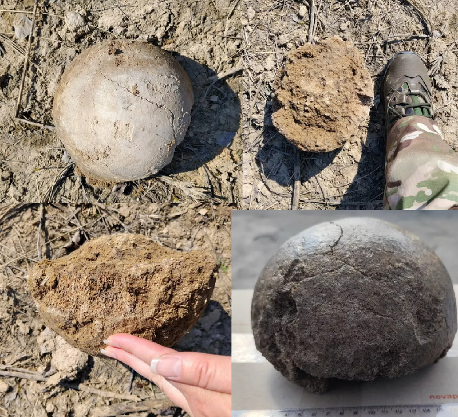 Рештки мамонта, які знайшли під Переяславом. Фото: заповідник Переслав