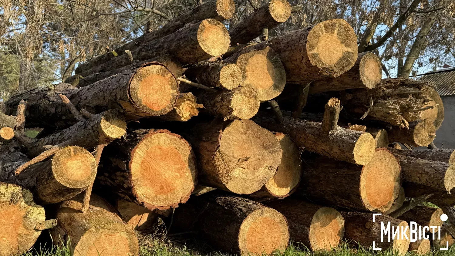 У Південноукраїнську незаконно спиляли 35 тополь. Ілюстративне фото: МикВісті