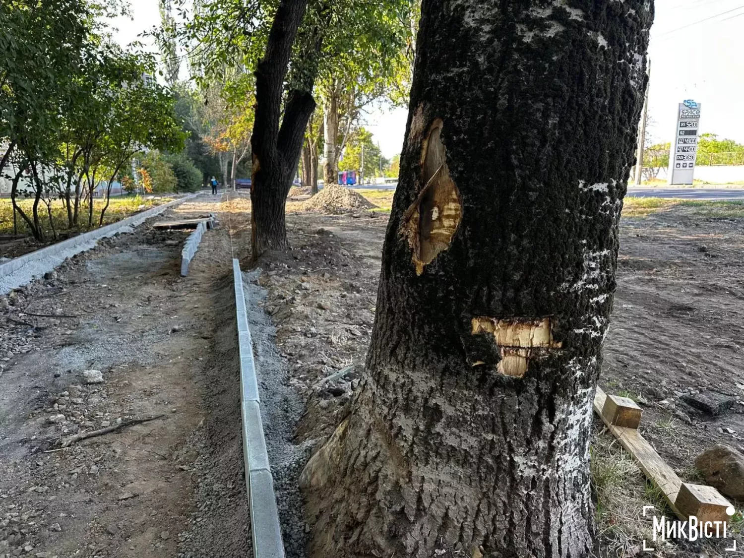 Стовбури дерев після того, як підрядник розпочав роботи з облаштування тротуару. Фото: МикВісті