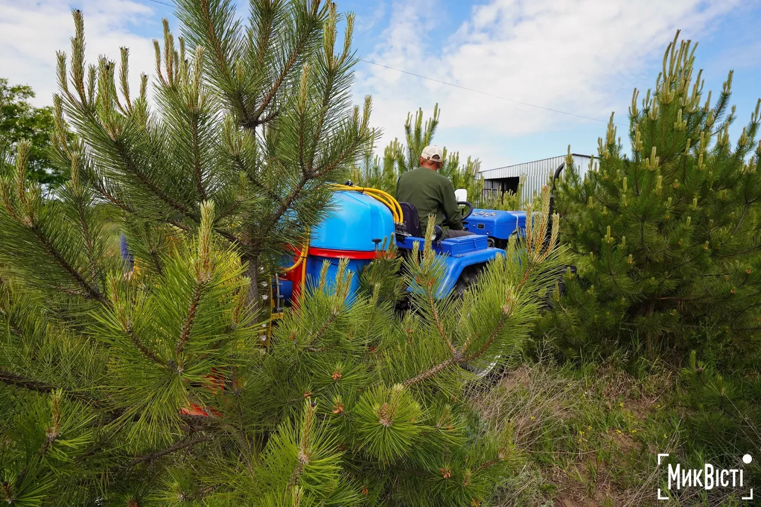 Приватний ліс, якиц відновлюють за рахунок грантів. Ілюстративне фото: Олени Горячевої