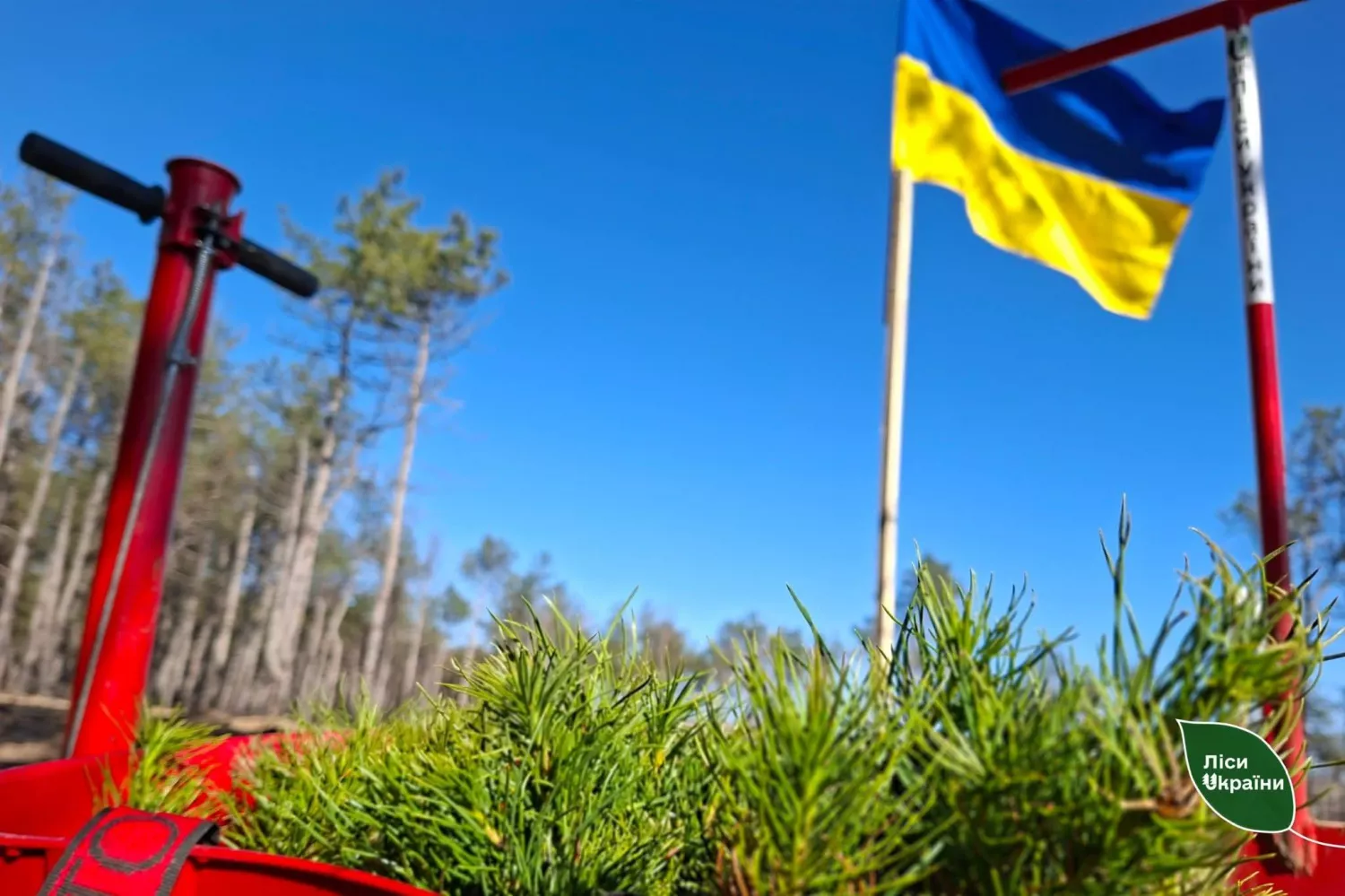 На Херсонщині вперше після війни почали висаджувати ліси: 1,8 га вже засаджено. Фото: Південний лісовий офіс